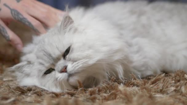 Stor Fluffig Katt Porträtt Närbild — Stockvideo