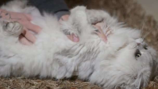 大きなふわふわ猫の肖像画をクローズ アップ — ストック動画