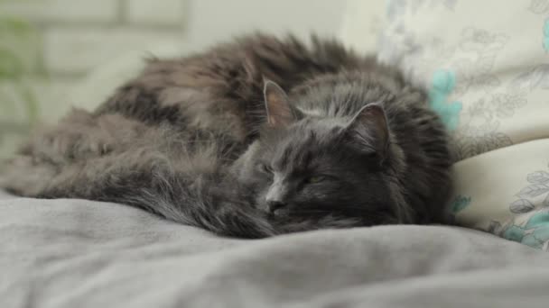 Portret Puszysty Kot Bliska — Wideo stockowe