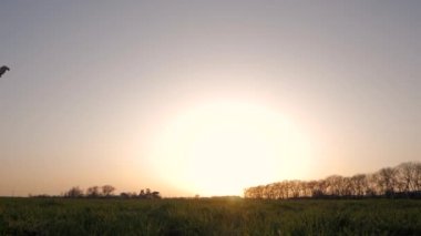 rahatlatıcı ve yalnız yaz alanında günbatımı sırasında eğleniyor genç adam silüeti