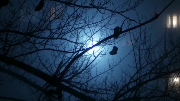 ホラー 木の枝 ビルを背景に青い霧の古い靴の背景 — ストック動画