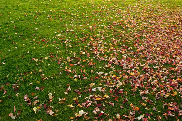 Colorful Landscape Sunny Autumn Park — Stock Photo, Image