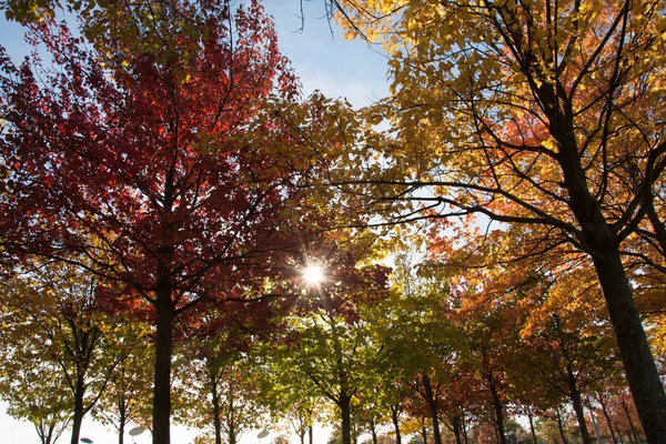 Peisaj Colorat Parcului Însorit Toamnă — Fotografie, imagine de stoc