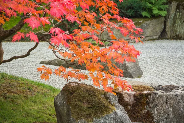 Grădina Japoneză Timpul Toamnei — Fotografie, imagine de stoc