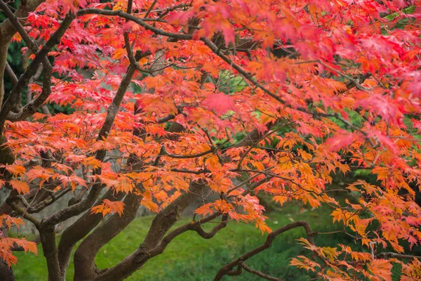 Grădina Japoneză Timpul Toamnei — Fotografie, imagine de stoc