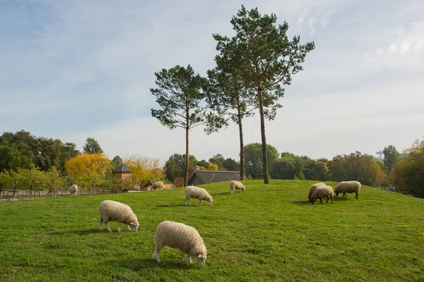 Farm Meny Birkák Zöld Réten — Stock Fotó