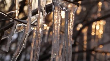 ağaç dalı karşı günbatımı, bahar kavramı üzerinde güzel buz sarkıtları