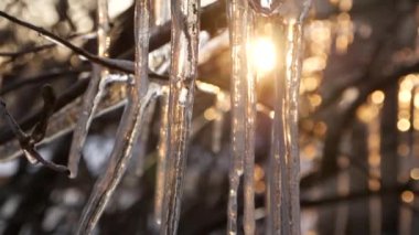 ağaç dalı karşı günbatımı, bahar kavramı üzerinde güzel buz sarkıtları
