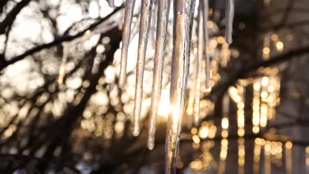 美丽的冰柱在树枝反对日落 春天概念 — 图库视频影像