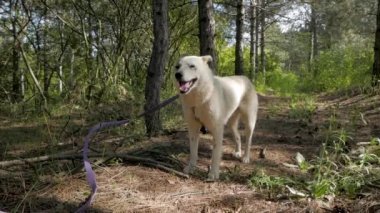 Komik Beyaz Rus laika köpek yaz gün içinde açık havada ormanda yürüyüş