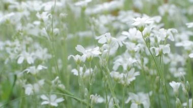Beyaz çiçek bahar alanlarda yakın çekim