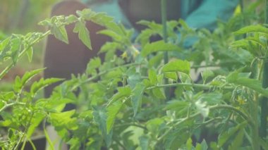 yeşil domates bush yaz bahçesinde sulama yakın çekim