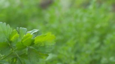Taze ot Bahçe'deki İtalyan düz maydanoz yakın çekim