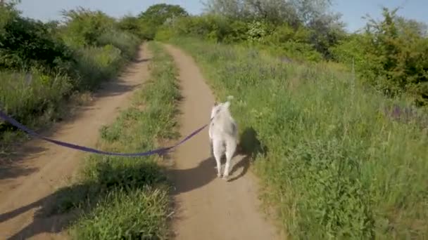 Jonge Vrouw Reizen Wit Hond Zomer Bergen — Stockvideo