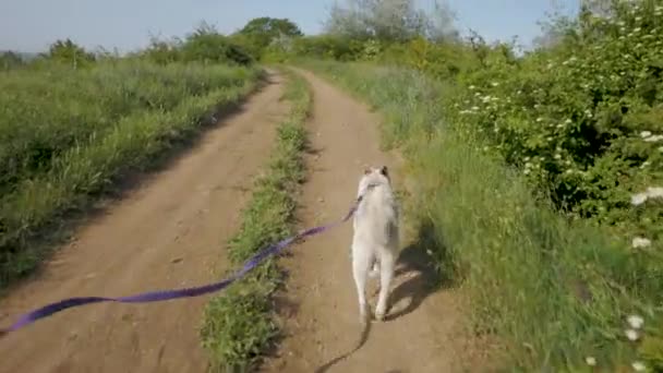 Jonge Vrouw Reizen Wit Hond Zomer Bergen — Stockvideo