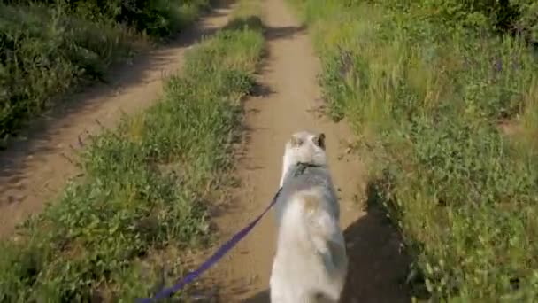 Jonge Vrouw Reizen Wit Hond Zomer Bergen — Stockvideo