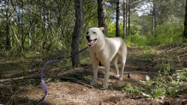 Rolig Vit Ryska Laika Hund Promenader Sommardag Utomhus Skogen — Stockvideo