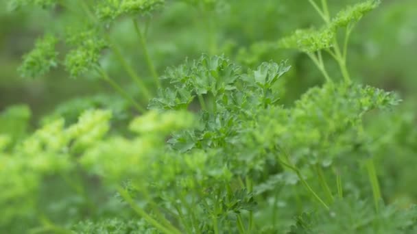 Nahaufnahme Von Frischen Kräutern Italienische Flache Petersilie Garten — Stockvideo