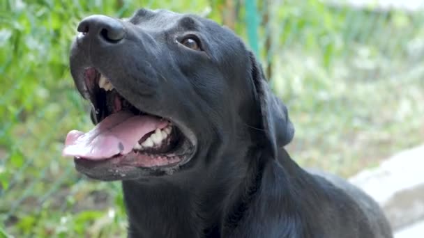 Πορτρέτο Του Μαύρο Μαύρο Labrador Retriever Εξωτερική Στο Πάρκο Καλοκαίρι — Αρχείο Βίντεο