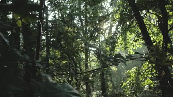 Krajina Létě Lesa Dešti — Stock video