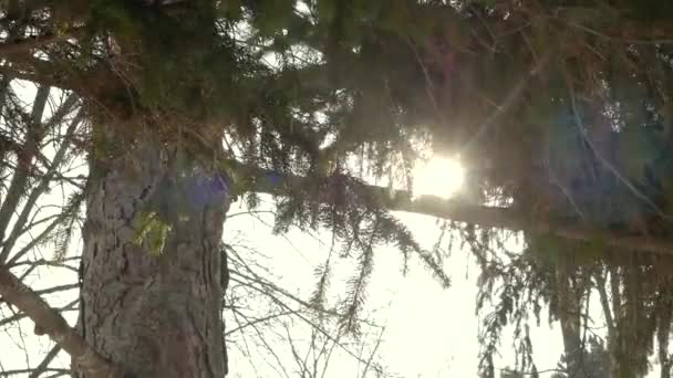 松树背景在阳光天 — 图库视频影像