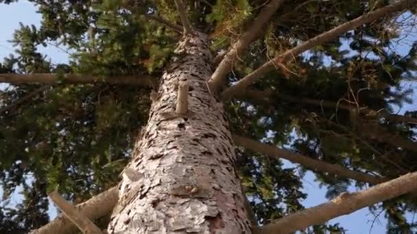 松树背景在阳光天 — 图库视频影像