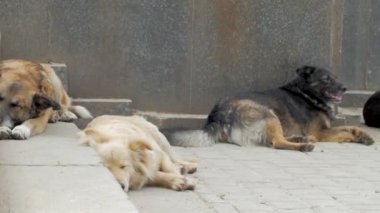 Grup büyük evsiz köpeklerin beton merdivenlerde uyur