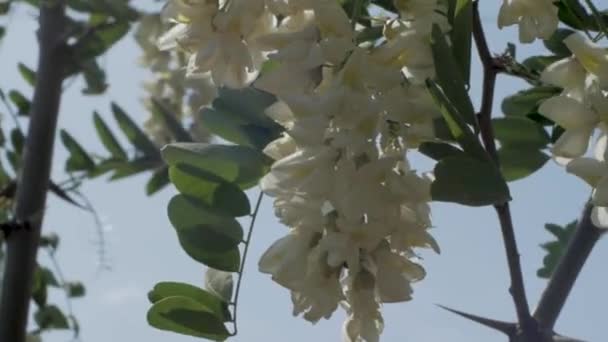 Nahaufnahme Weißer Akazienblüten Auf Dem Baum — Stockvideo