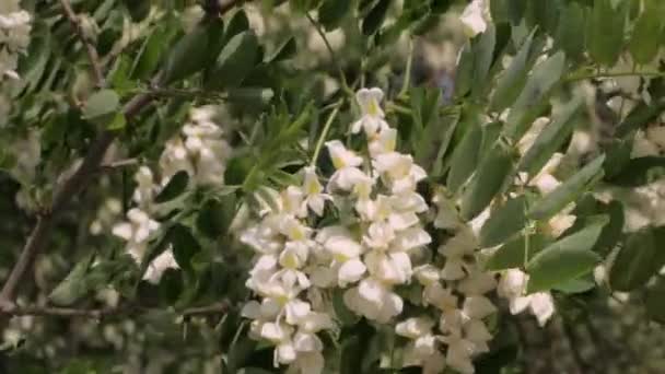 Nahaufnahme Weißer Akazienblüten Auf Dem Baum — Stockvideo