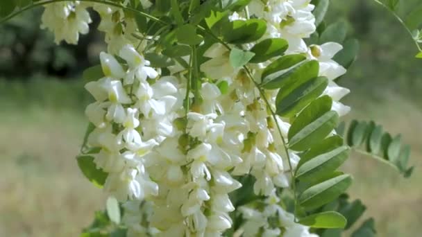 木の上で白いアカシアの花のクローズ アップ — ストック動画