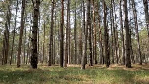 Krajina Mnoha Piniemi Létě Lese — Stock video