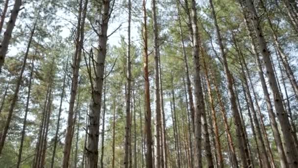 Landschap Met Veel Pijnbomen Zomer Bos — Stockvideo