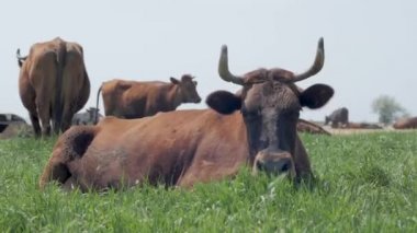 mera inekler Nehri yakınında, yaz günü yeşil çim üzerinde birçok ineklerin