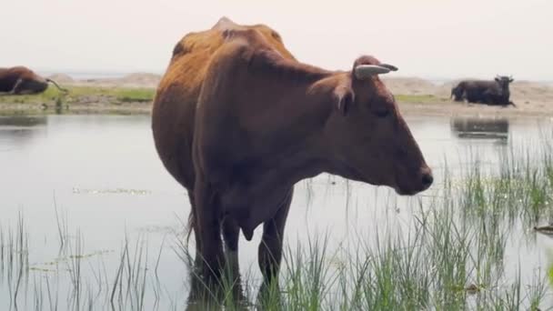 Pasto Vacas Perto Rio Muitas Vacas Grama Verde Dia Verão — Vídeo de Stock