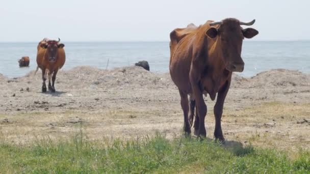牧场附近的牛河 许多奶牛在绿色的草在夏天的一天 — 图库视频影像