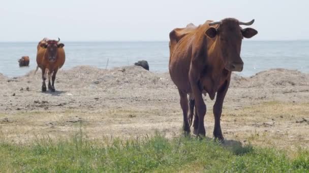 Pasto Vacas Perto Rio Muitas Vacas Grama Verde Dia Verão — Vídeo de Stock