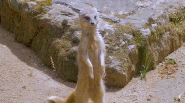 fundalıklardır Hayvanat Bahçesi, yakın çekim