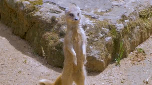 Close Meerkats Zoo — Stock Video