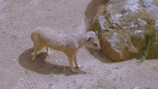 gros plan des suricates dans le zoo 