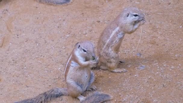 Close Van Stokstaartjes Dierentuin — Stockvideo