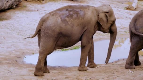 Close Elephants Prague Zoo — Stock Video