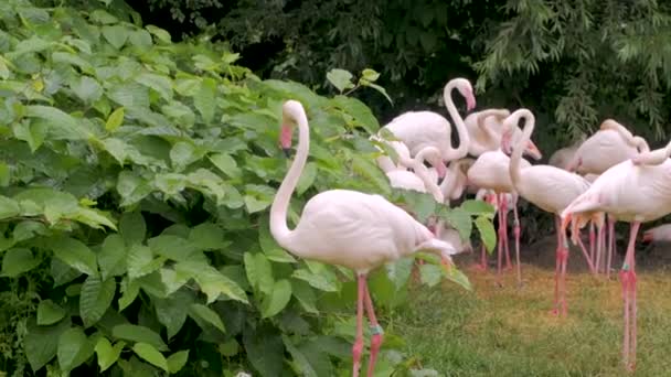 Група Птахів Фламінго Зоопарку — стокове відео