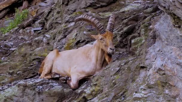 野生の山羊が崖の上にクローズ アップの肖像画 — ストック動画