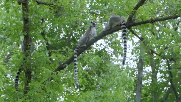 Hayvanat Bahçesinde Ağaç Üzerinde Siting Lemurlar Grup — Stok video