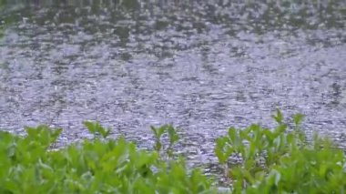 Yağmur damlaları yağmur damlaları göl veya nehir, yağmurlu bir gün arka planda bahar günü, yakın çekim