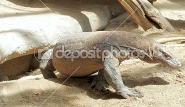 büyük comodo dragon Hayvanat Bahçesi