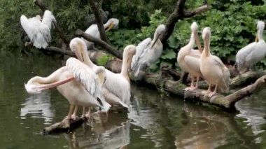 ağaç Nehri yakınında oturan Pelikan Grup