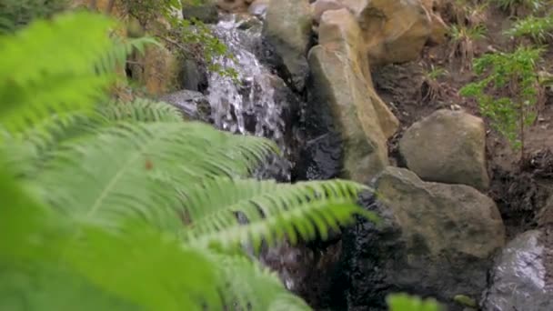 Achtergrond Van Mooie Mountain Stream Groene Planten — Stockvideo