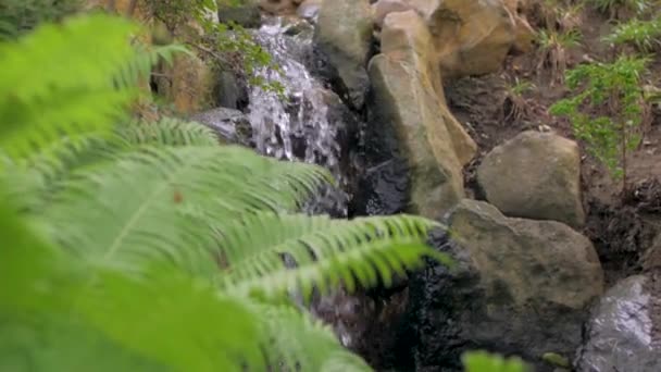 Sfondo Bellissimi Torrenti Montagna Piante Verdi — Video Stock