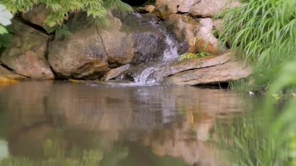 Bakgrund Vackra Mountain Stream Och Gröna Växter — Stockvideo